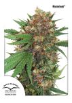 Master Kush Feminisiert Samen