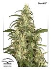 Skunk #11 Feminizowane Nasiona