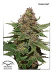 Strawberry Cough Feminizowane Nasiona