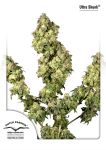 Ultra Skunk Féminisée Graines