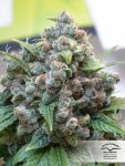 White Widow Féminisée Graines