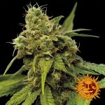 Utopia Haze Féminisée Graines