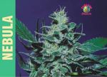 Nebula Feminised Seeds
