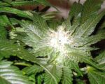 La Blanca Feminised Seeds