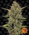 Acapulco Gold Feminisiert Samen