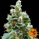 Vanilla Kush Feminisiert Samen