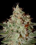 Lemon Skunk Feminizowane Nasiona