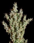NL5 Haze Mist Feminisiert Samen