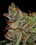 King's Kush Feminisiert Samen