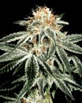 White Widow Feminisiert Samen