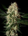 Arjan's Haze #3 Feminisiert Samen
