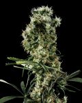 Arjan's Haze #2 Feminisiert Samen