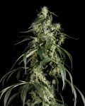Arjan's Haze #1 Feminisiert Samen