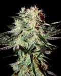 Arjan's Strawberry Haze Feminisiert Samen