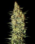 Neville's Haze Féminisée Graines