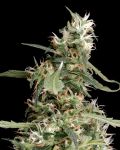 Arjan's Ultra Haze #1 Feminisiert Samen