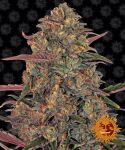 Pineapple Chunk Feminisiert Samen