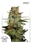 Blueberry Auto Feminised Seeds