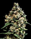 Jack Herer Féminisée Graines