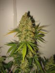 Skunk Special Feminizowane Nasiona