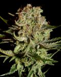 Super Bud Feminisiert Samen