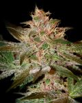 Pure Kush Féminisée Graines