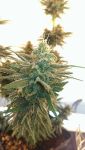 Lemon Kush Feminizowane Nasiona
