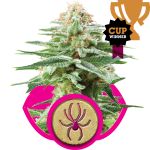 White Widow Féminisée Graines