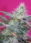 Sweet Cheese Auto Feminisiert Samen