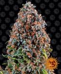 Critical Kush Feminisiert Samen