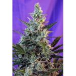 Sweet Skunk Auto Feminisiert Samen