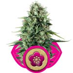 Power Flower Feminisiert Samen