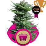 Shining Silver Haze Feminizowane Nasiona
