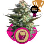 Amnesia Haze Féminisée Graines