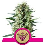 Special Kush #1 Feminizowane Nasiona