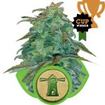 Royal Haze Auto Feminisiert Samen