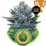 Northern Light Auto Feminisiert Samen