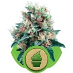 Royal Creamatic Auto Feminizowane Nasiona