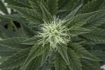 Outdoor Mix Auto Feminisiert Samen