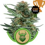 Royal Dwarf Auto Feminized Seeds