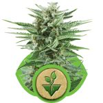 Easy Bud Auto Feminizowane Nasiona