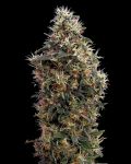 Sweet Mango Auto Feminisiert Samen