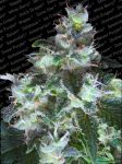 Original White Widow (IBL) Féminisée Graines