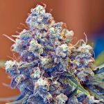 ICED Grapefruit Feminised Seeds