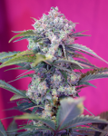 Cream Mandarine Auto Feminisiert Samen