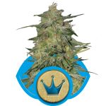 Royal Highness CBD Féminisée Graines