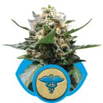 Royal Medic CBD Feminisiert Samen