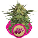 Haze Berry Féminisée Graines