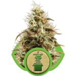 Royal Jack Auto Feminized Seeds