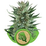 Royal Cheese Auto Feminisiert Samen